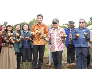 Dukung Ketahanan Pangan, Bupati Humbang Hasundutan Panen Kentang Bersama BUMDES Dosroha