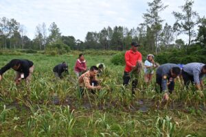 Bupati Humbahas Panen Bawang Putih di Lintongnihuta, Hasil Memuaskan